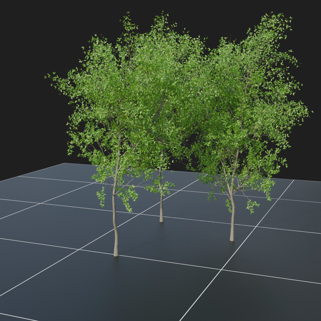 Beech