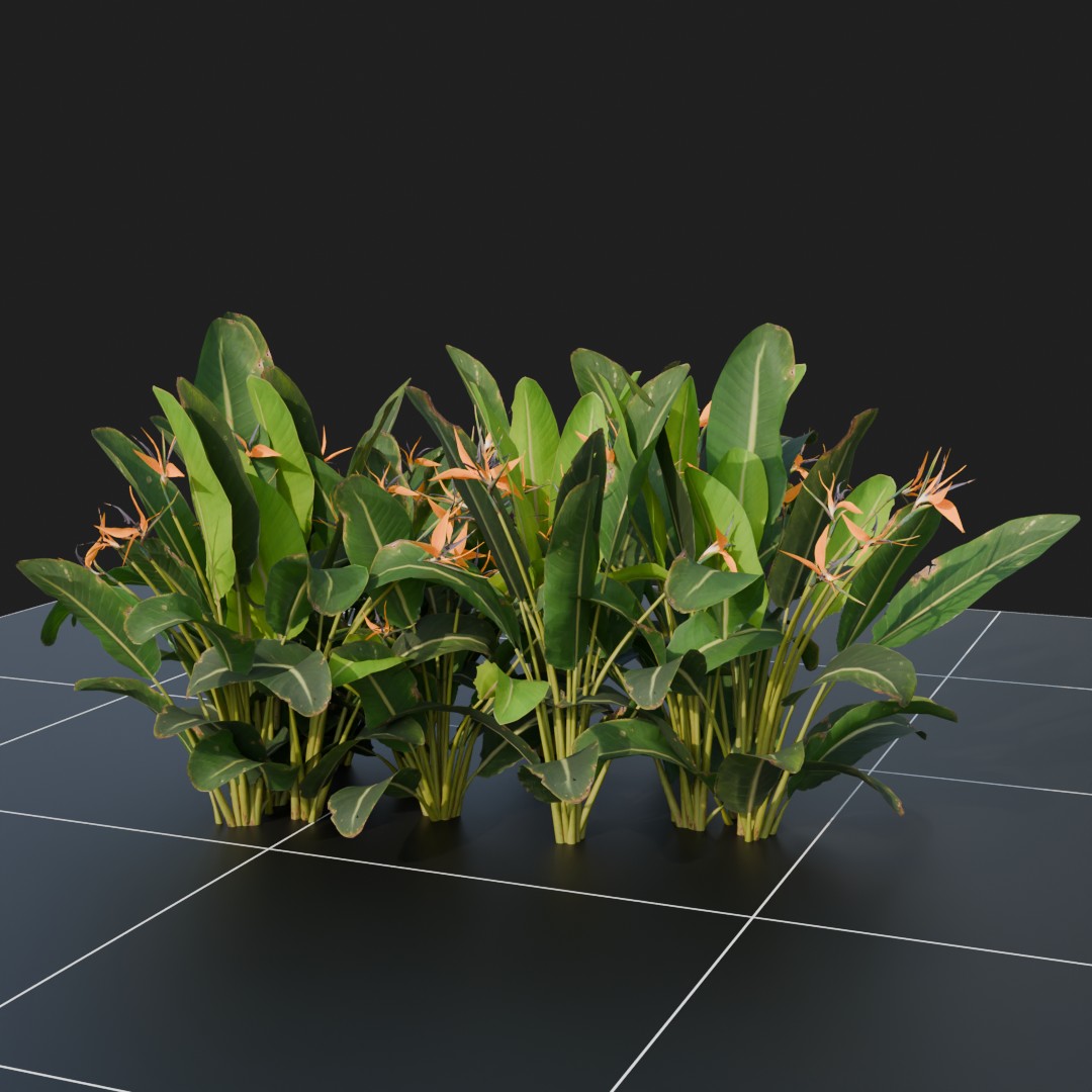 BirdOfParadise