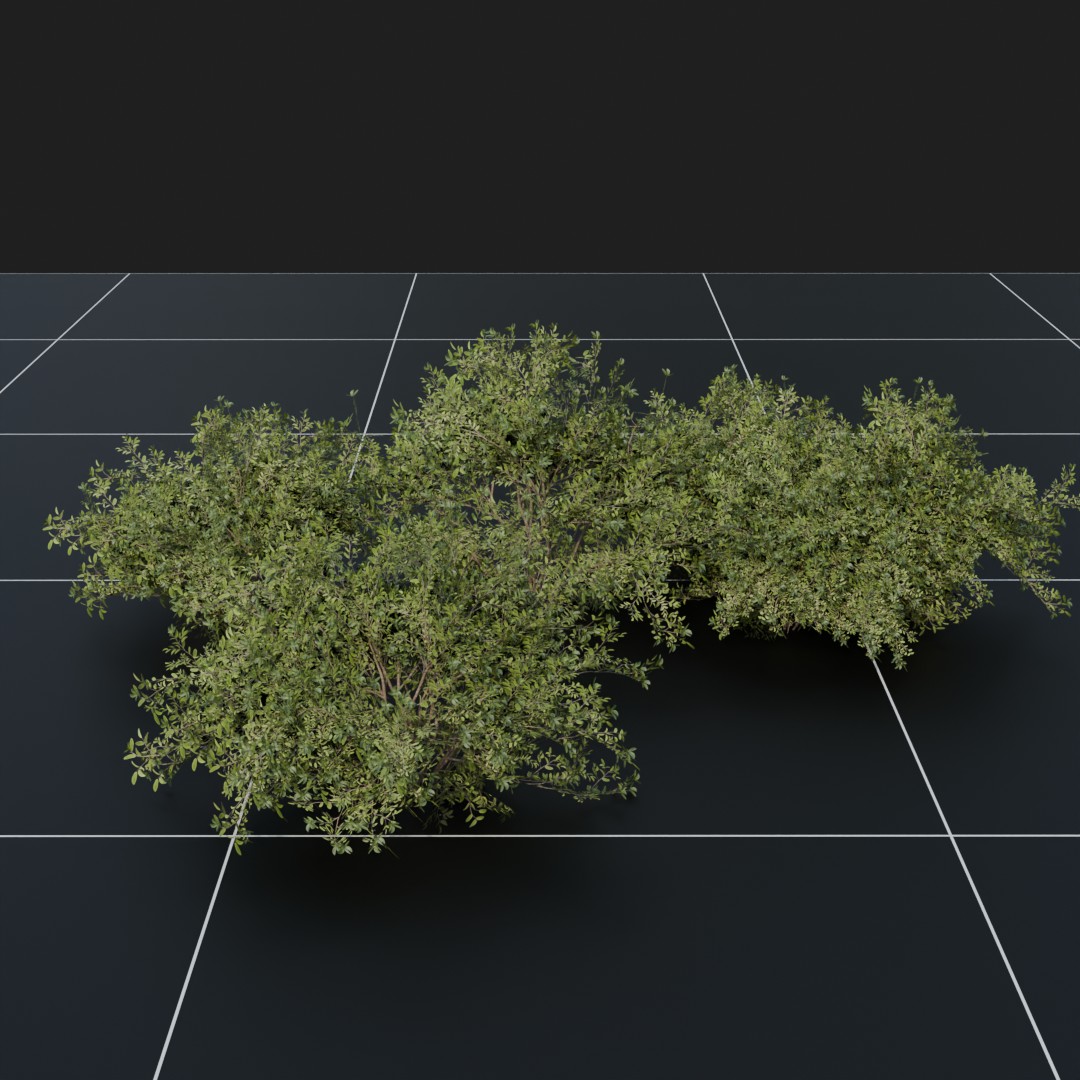 Bush1