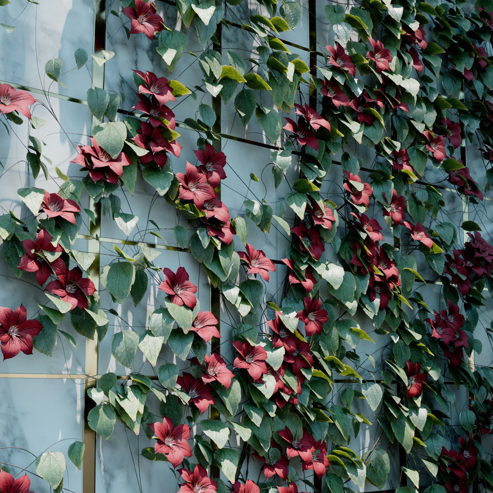 Clematis Rebecca Ivy Preset