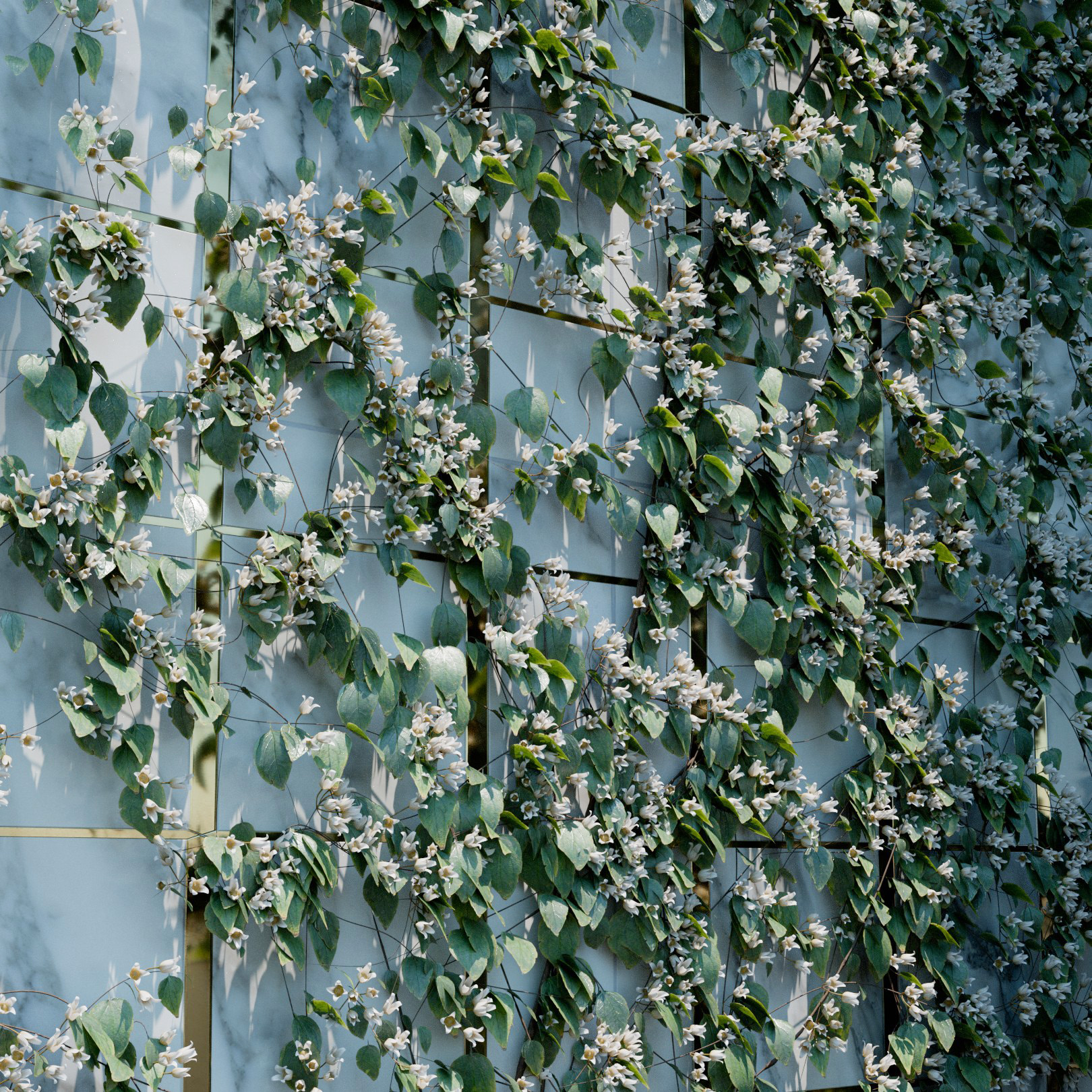 Clematis Urophylla Ivy Preset