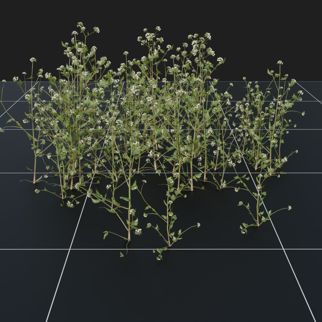 CowParsley