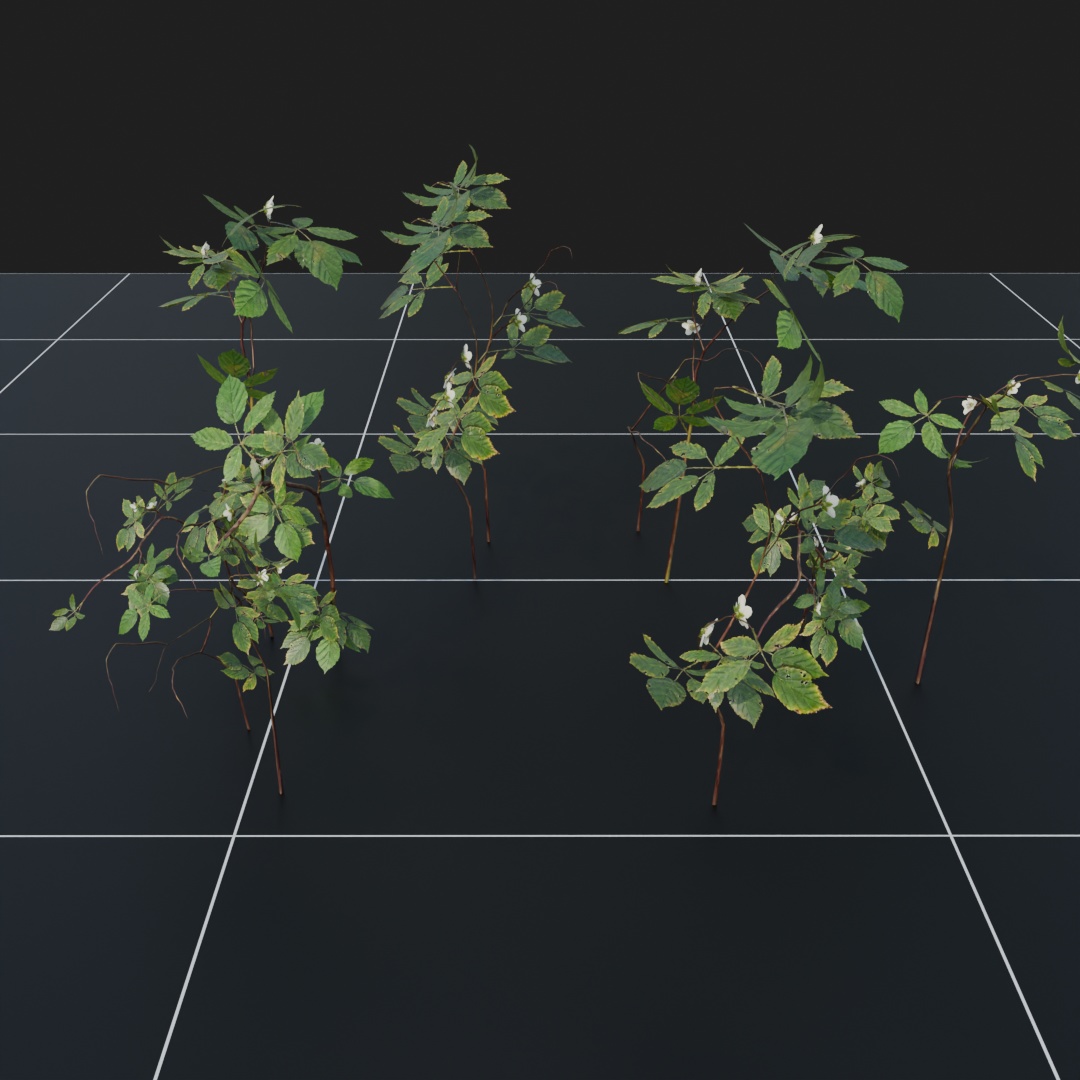 DewBerry