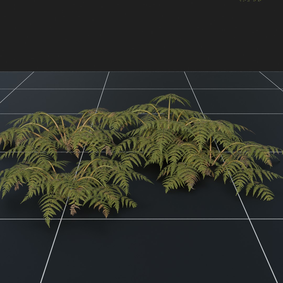 Ferns