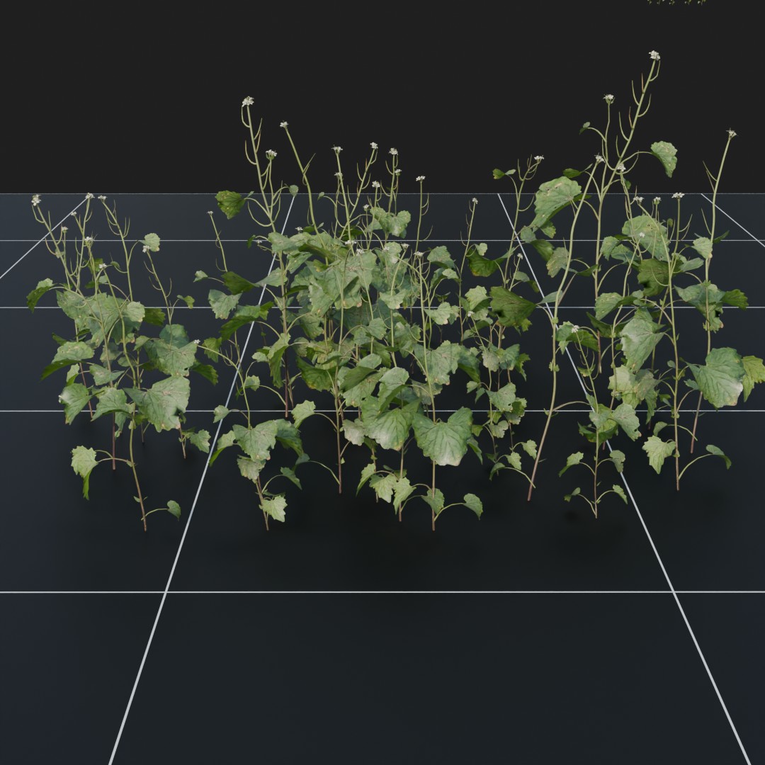 GarlicMustard