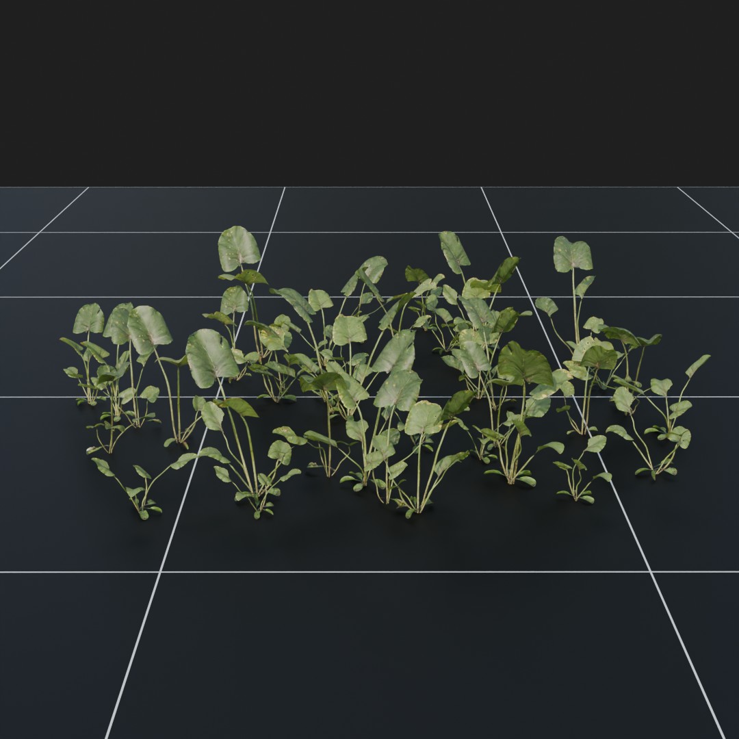 GreatBurdock_Small