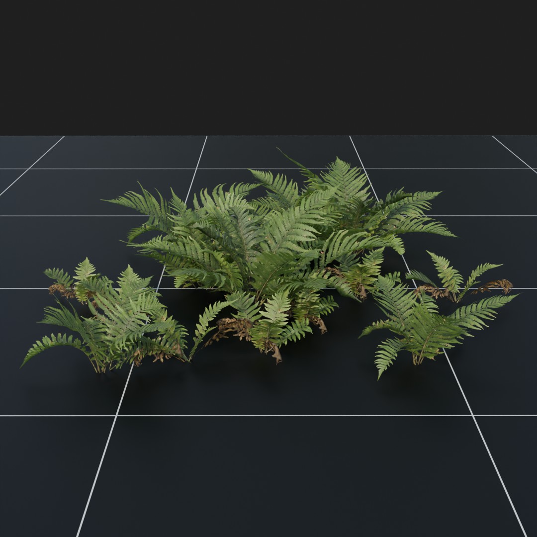 LadyFern