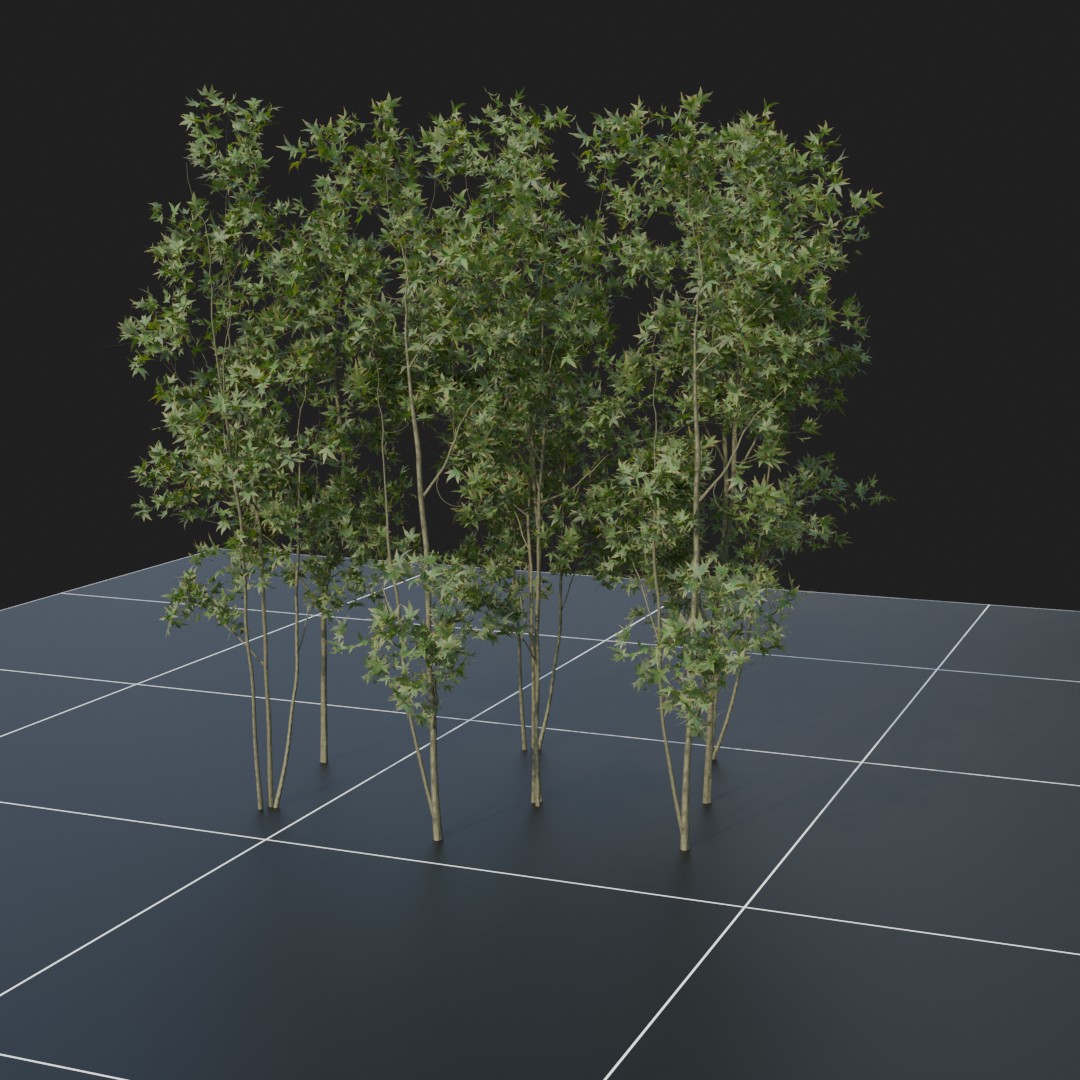 MapleSapling