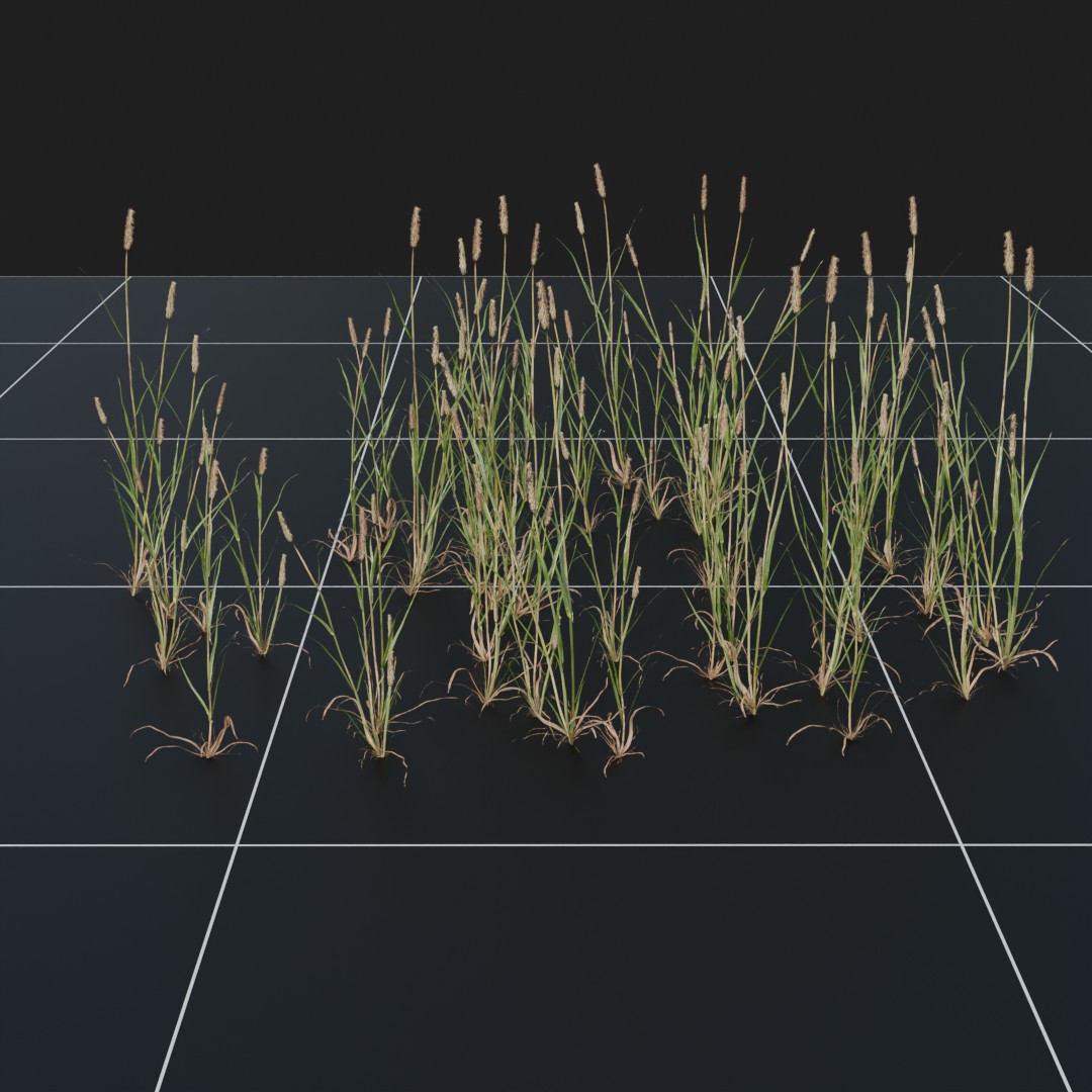 MeadowFoxtail
