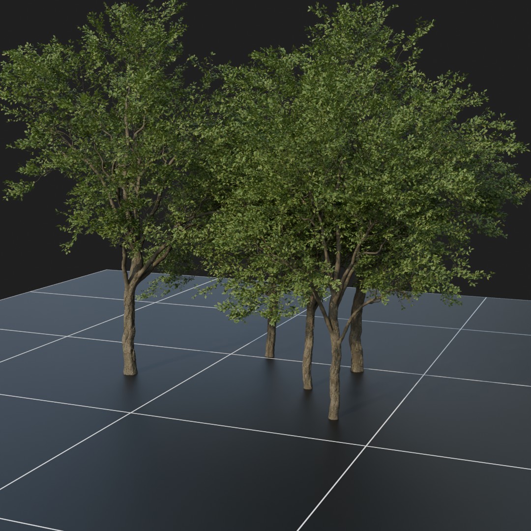 OakTree