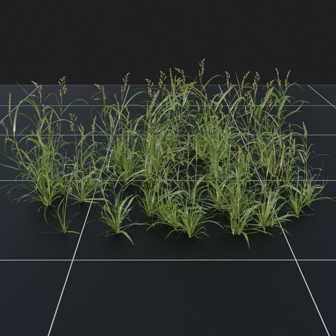 OrchardGrass_Large