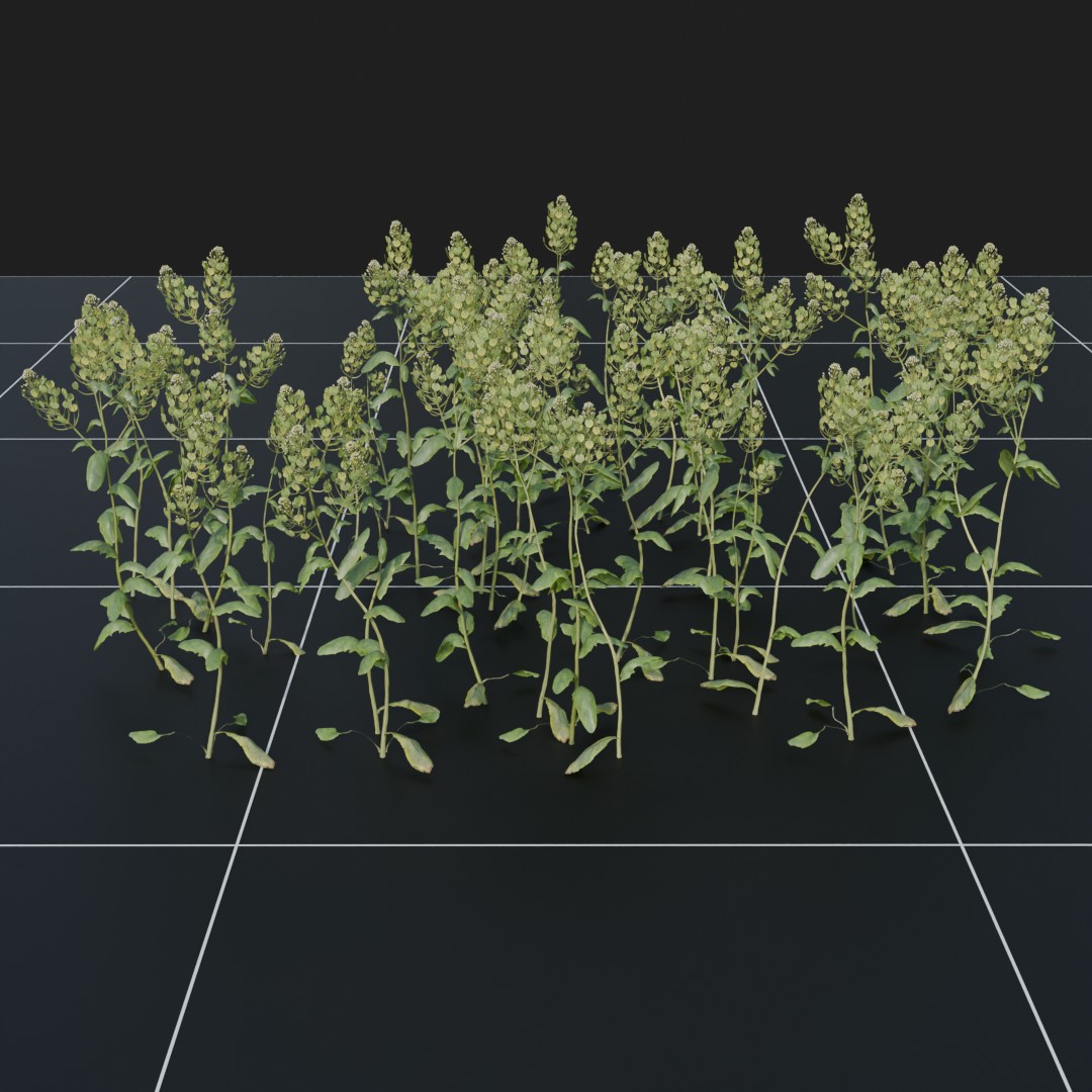 PennyCress