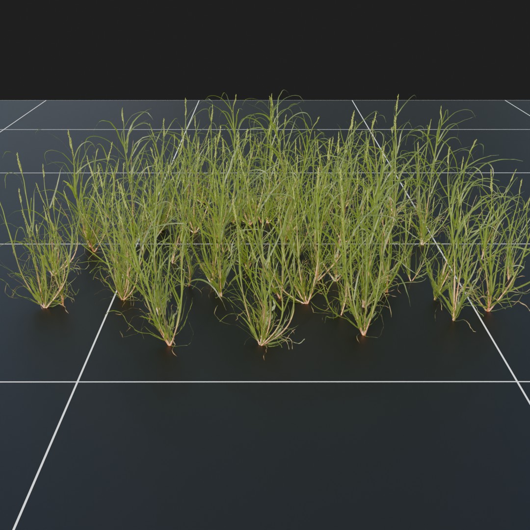 Ryegrass_Large
