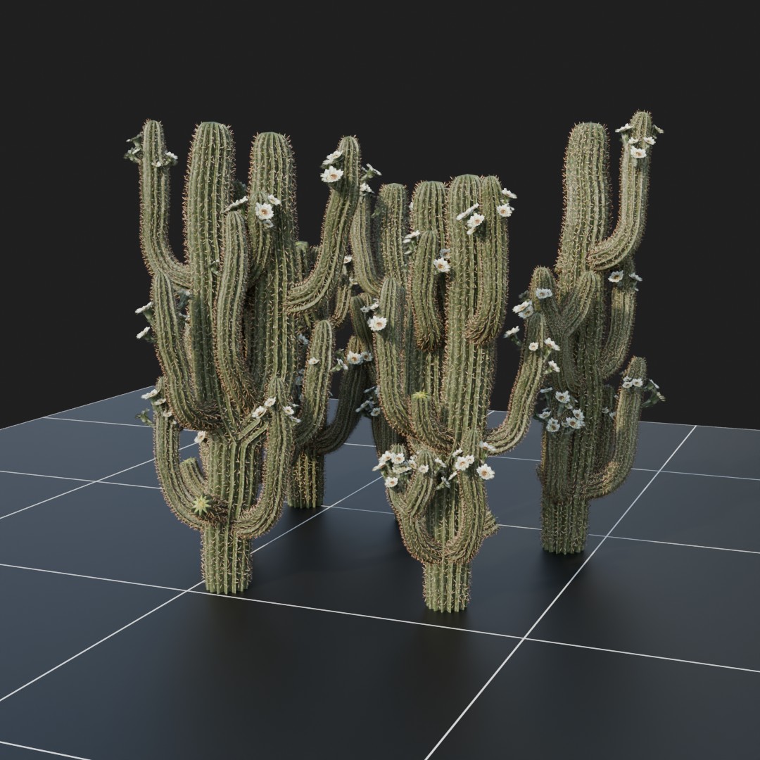 SaguaroCactus