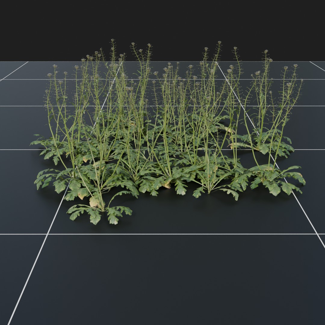 ShepardsPurse_Green