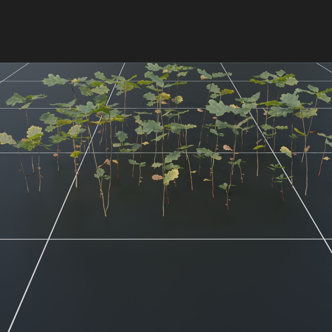 SmallOakSapling