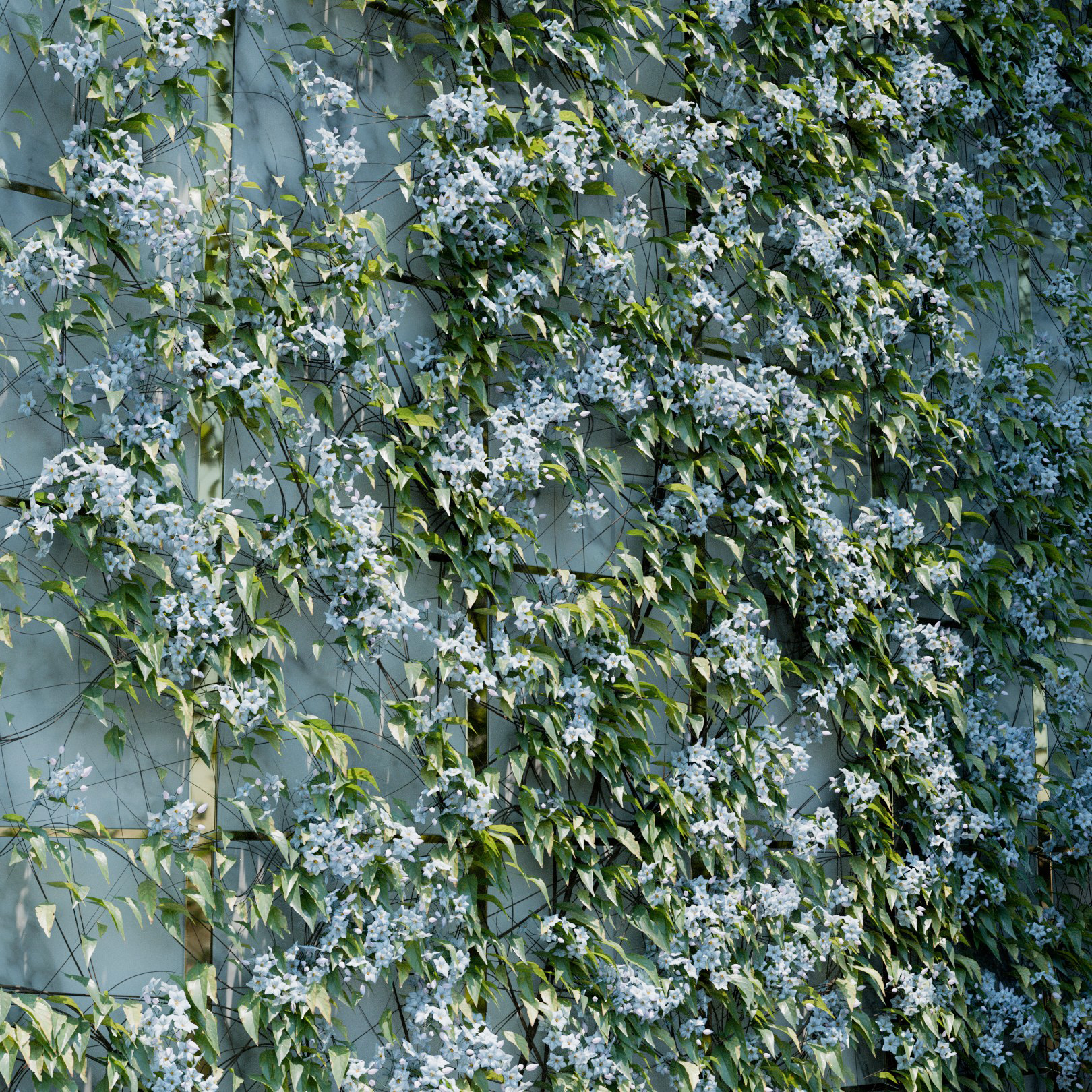 Solanum Jasminoides Ivy Preset