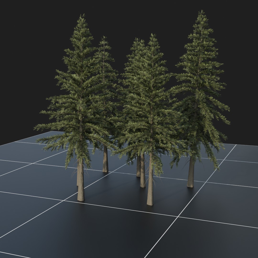 Spruce