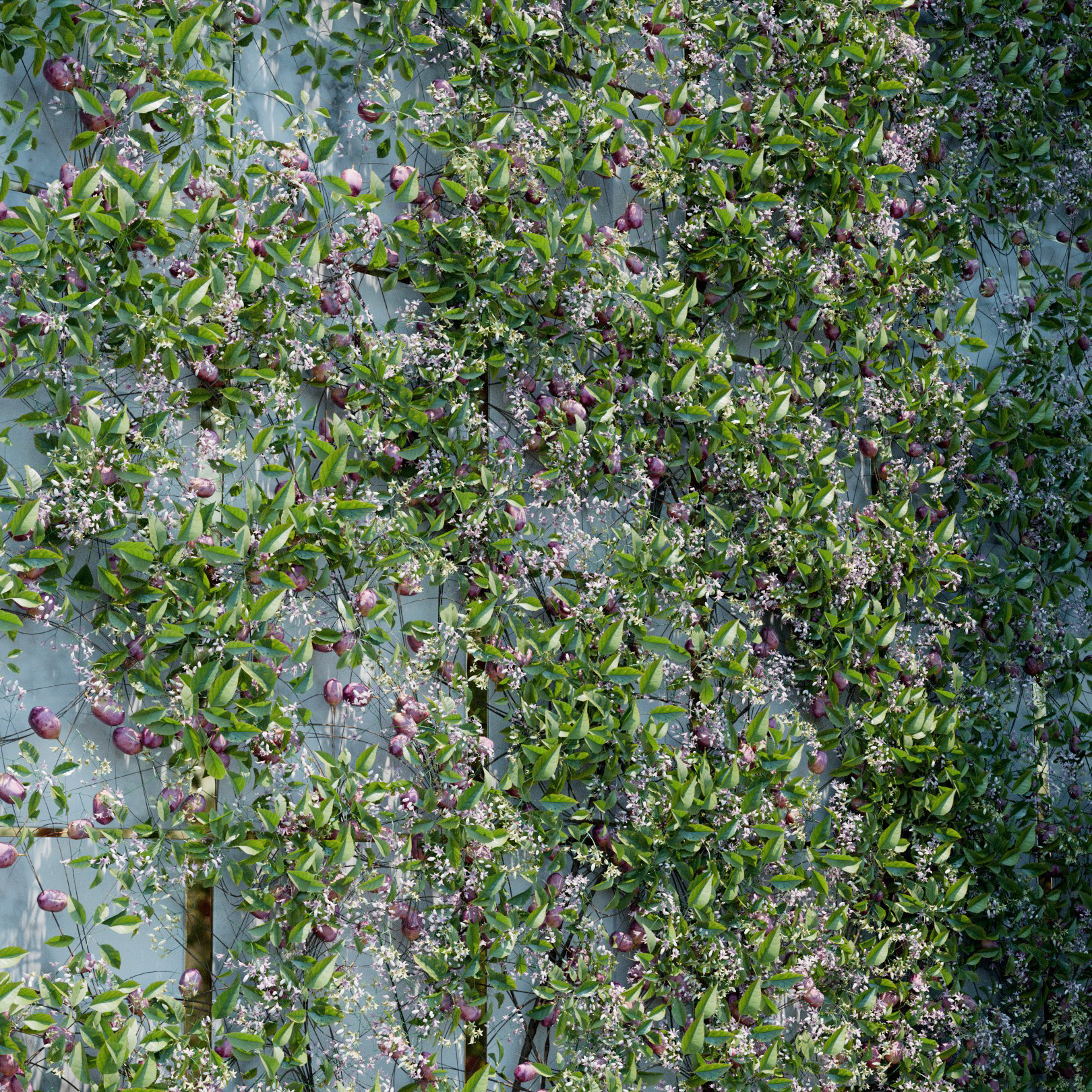 Stauntonia Hexaphylla Ivy Preset