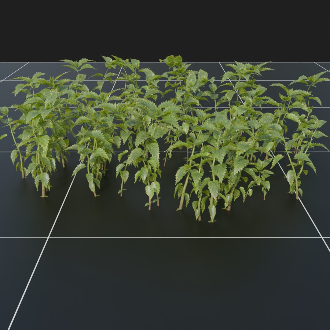 StingingNettle