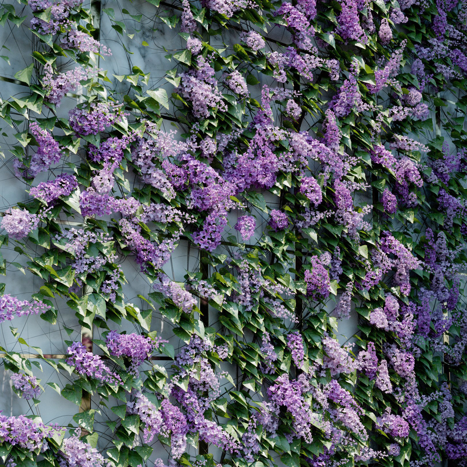 Syringa Vulgaris Ivy Preset