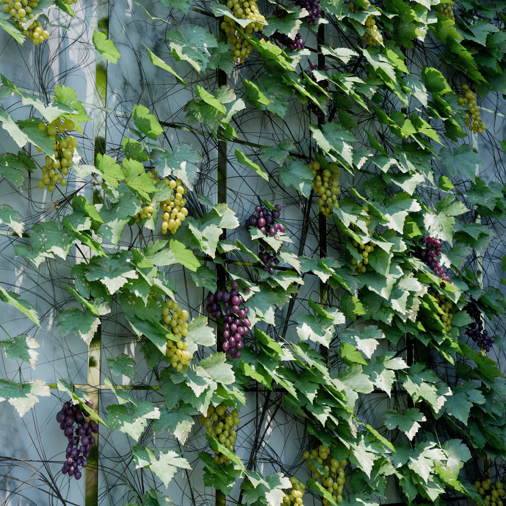 Vitis Vinifera Ivy Preset