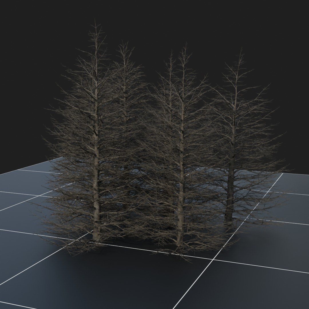 WhiteFir_Dead