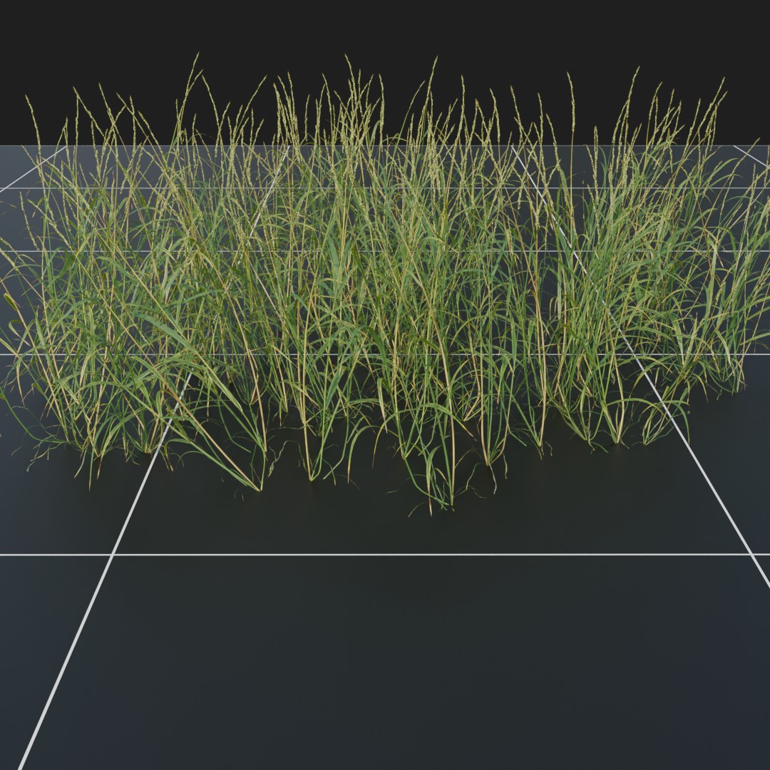 YellowOat_Large