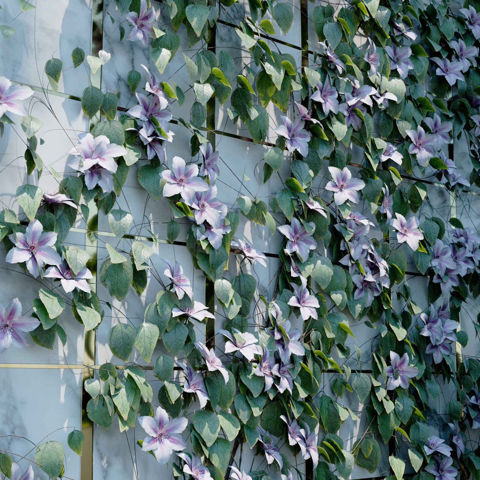 Clematis Girenas Ivy Preset