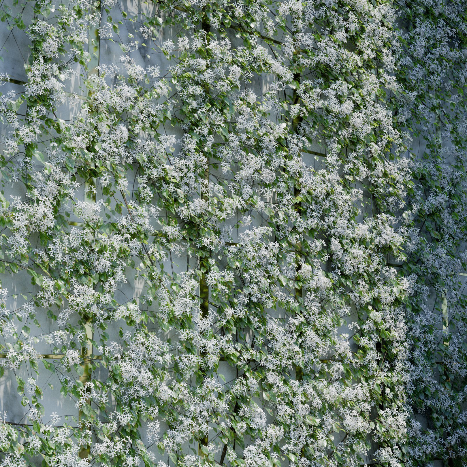Trachelospermum Jasminoides Ivy Preset